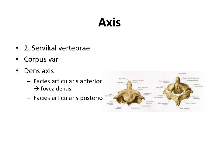 Axis • 2. Servikal vertebrae • Corpus var • Dens axis – Facies articularis