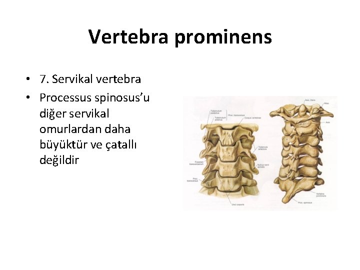 Vertebra prominens • 7. Servikal vertebra • Processus spinosus’u diğer servikal omurlardan daha büyüktür