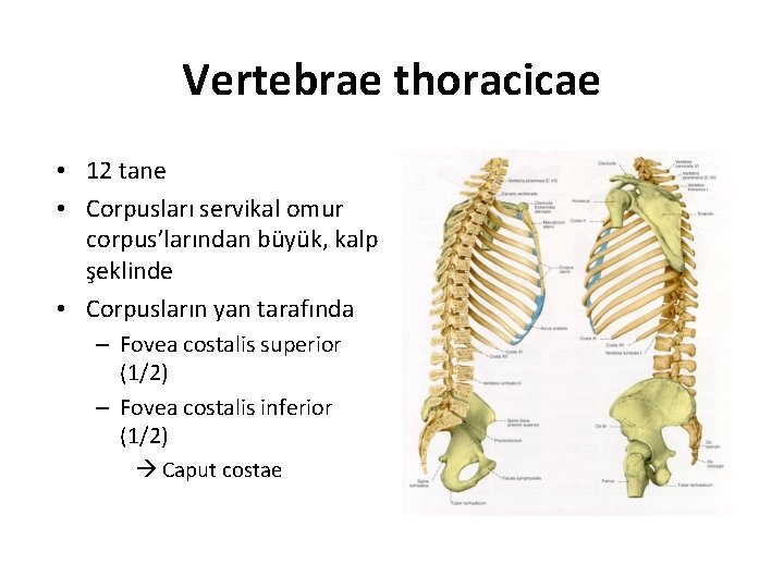 Vertebrae thoracicae • 12 tane • Corpusları servikal omur corpus’larından büyük, kalp şeklinde •