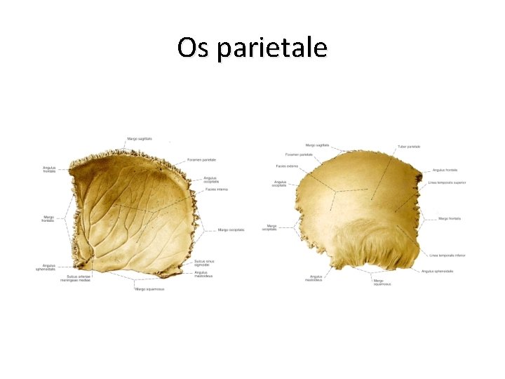 Os parietale 