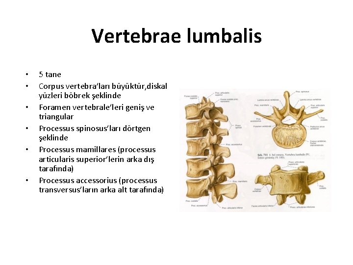 Vertebrae lumbalis • • • 5 tane Corpus vertebra’ları büyüktür, diskal yüzleri böbrek şeklinde