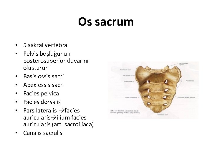 Os sacrum • 5 sakral vertebra • Pelvis boşluğunun posterosuperior duvarını oluşturur • Basis