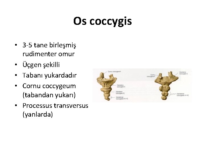 Os coccygis • 3 -5 tane birleşmiş rudimenter omur • Üçgen şekilli • Tabanı