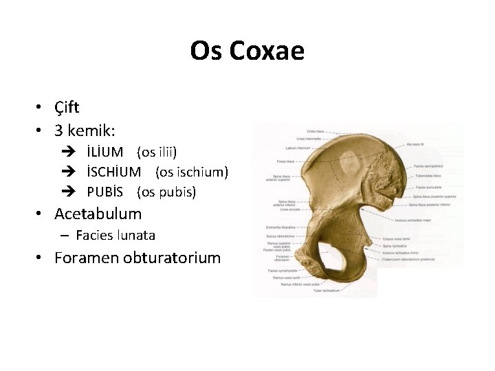 Os Coxae • Çift • 3 kemik: İLİUM (os ilii) İSCHİUM (os ischium) PUBİS