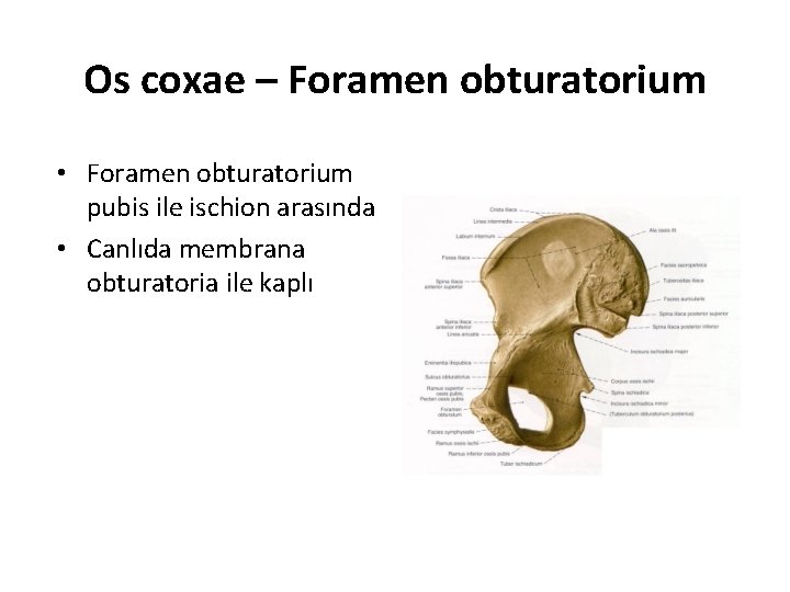 Os coxae – Foramen obturatorium • Foramen obturatorium pubis ile ischion arasında • Canlıda