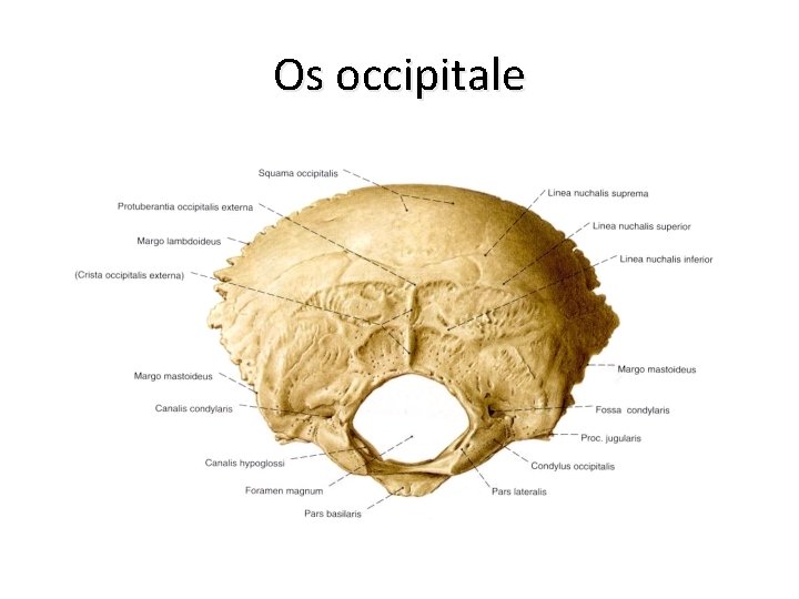 Os occipitale 
