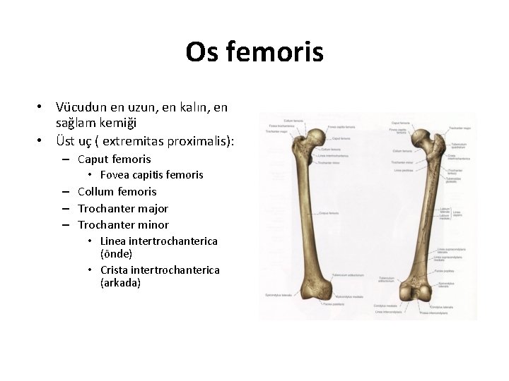 Os femoris • Vücudun en uzun, en kalın, en sağlam kemiği • Üst uç