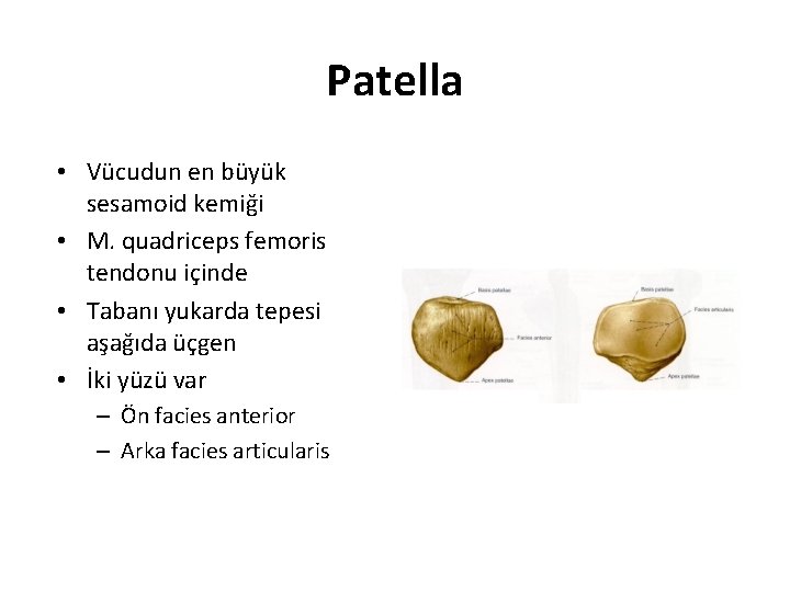 Patella • Vücudun en büyük sesamoid kemiği • M. quadriceps femoris tendonu içinde •