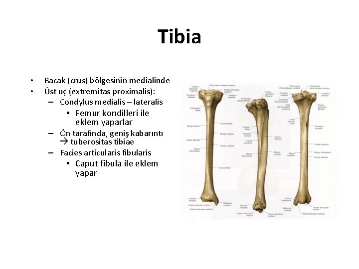 Tibia • • Bacak (crus) bölgesinin medialinde Üst uç (extremitas proximalis): – Condylus medialis