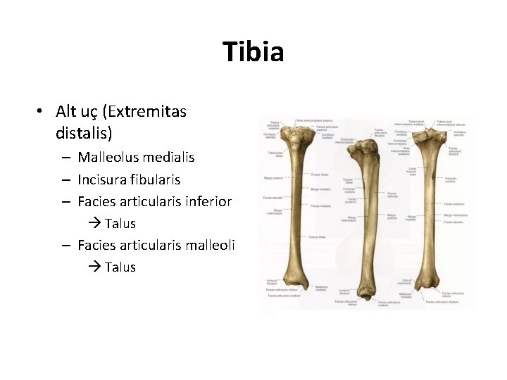 Tibia • Alt uç (Extremitas distalis) – Malleolus medialis – Incisura fibularis – Facies