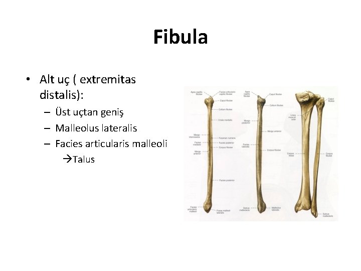 Fibula • Alt uç ( extremitas distalis): – Üst uçtan geniş – Malleolus lateralis