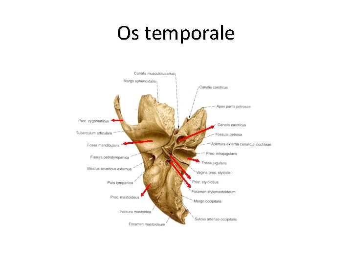 Os temporale 