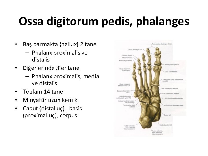 Ossa digitorum pedis, phalanges • Baş parmakta (hallux) 2 tane – Phalanx proximalis ve