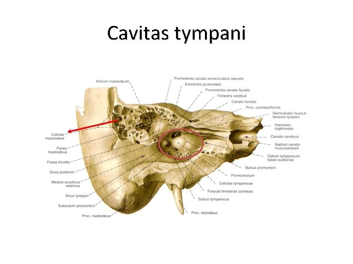 Cavitas tympani 