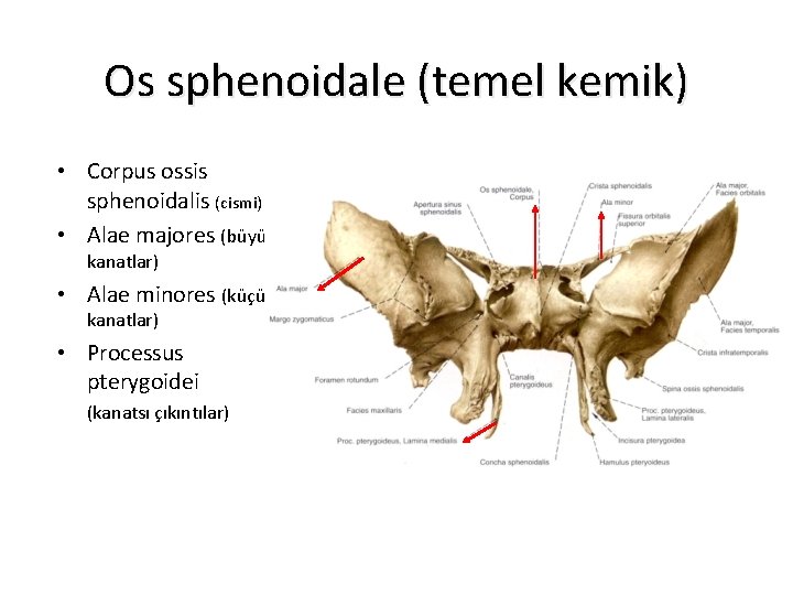 Os sphenoidale (temel kemik) • Corpus ossis sphenoidalis (cismi) • Alae majores (büyük kanatlar)