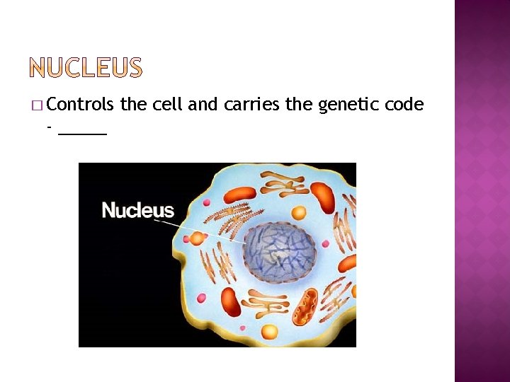 � Controls - _____ the cell and carries the genetic code 