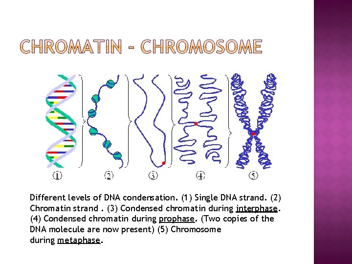 Different levels of DNA condensation. (1) Single DNA strand. (2) Chromatin strand. (3) Condensed
