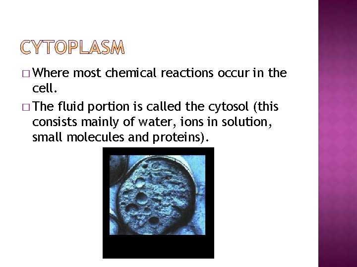 � Where most chemical reactions occur in the cell. � The fluid portion is