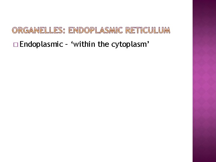 � Endoplasmic – ‘within the cytoplasm’ 
