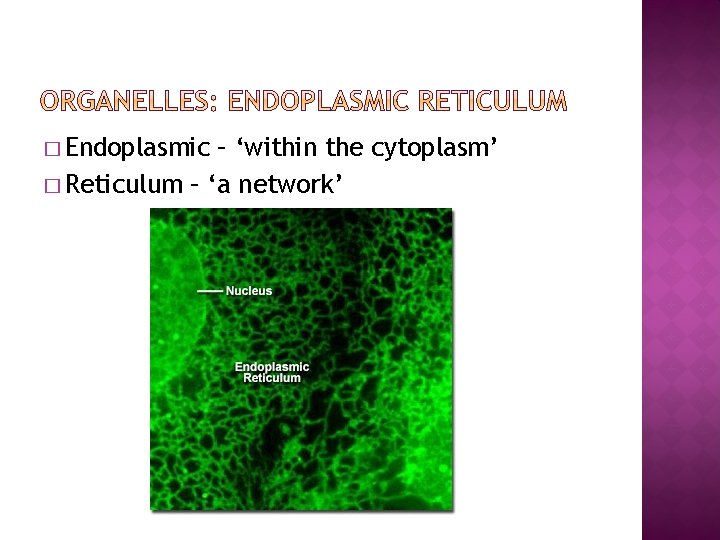 � Endoplasmic – ‘within the cytoplasm’ � Reticulum – ‘a network’ 