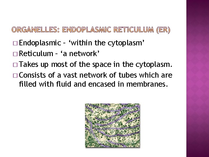 � Endoplasmic – ‘within the cytoplasm’ � Reticulum – ‘a network’ � Takes up