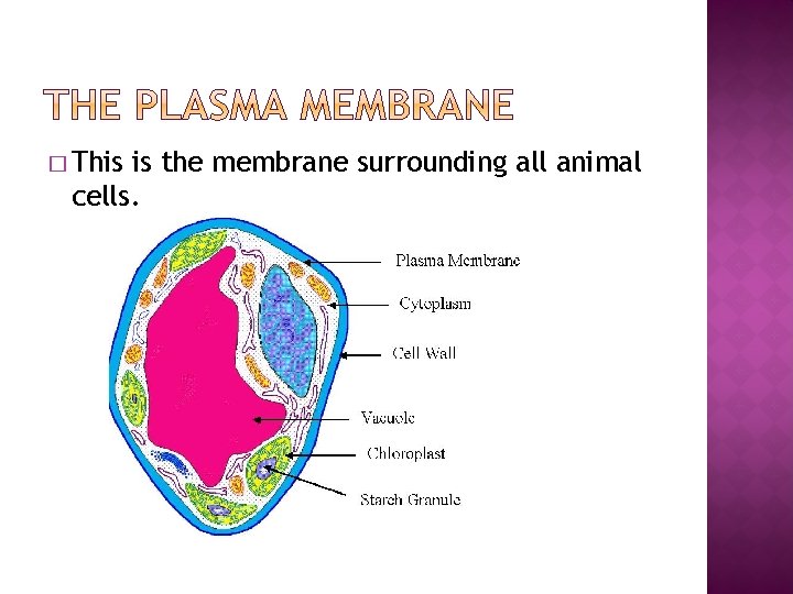 � This is the membrane surrounding all animal cells. 