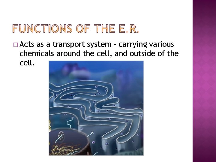� Acts as a transport system – carrying various chemicals around the cell, and