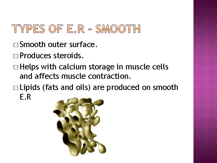 � Smooth outer surface. � Produces steroids. � Helps with calcium storage in muscle