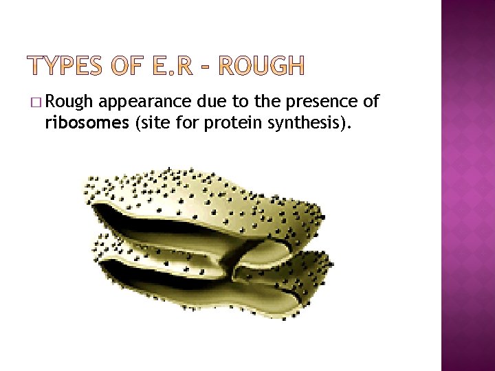 � Rough appearance due to the presence of ribosomes (site for protein synthesis). 