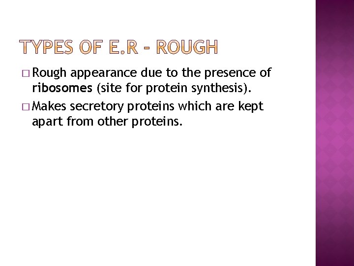 � Rough appearance due to the presence of ribosomes (site for protein synthesis). �