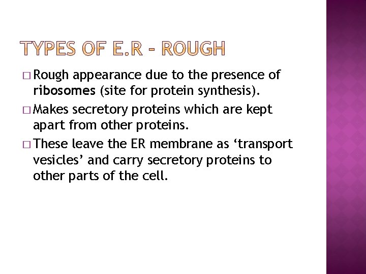 � Rough appearance due to the presence of ribosomes (site for protein synthesis). �