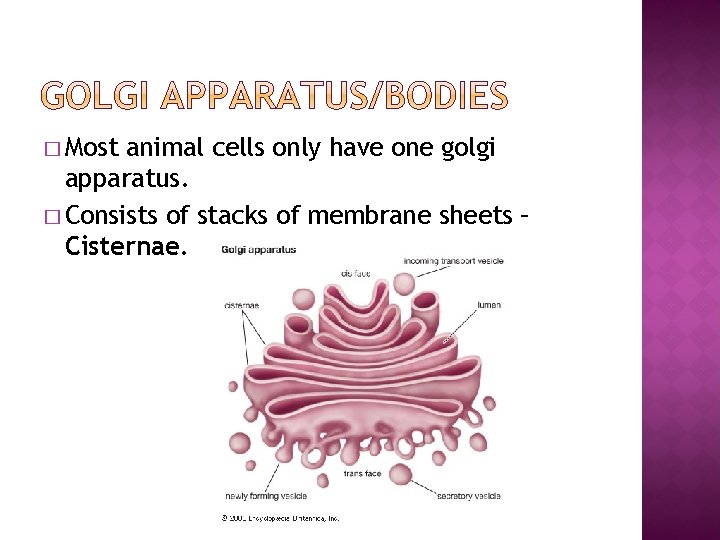 � Most animal cells only have one golgi apparatus. � Consists of stacks of