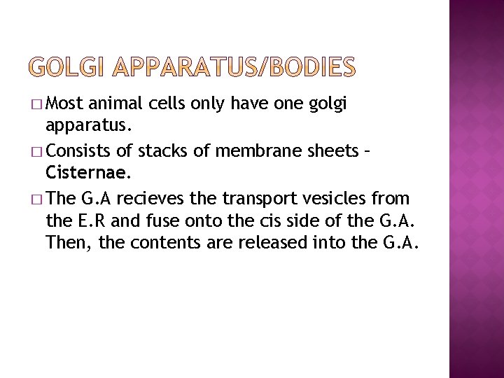 � Most animal cells only have one golgi apparatus. � Consists of stacks of