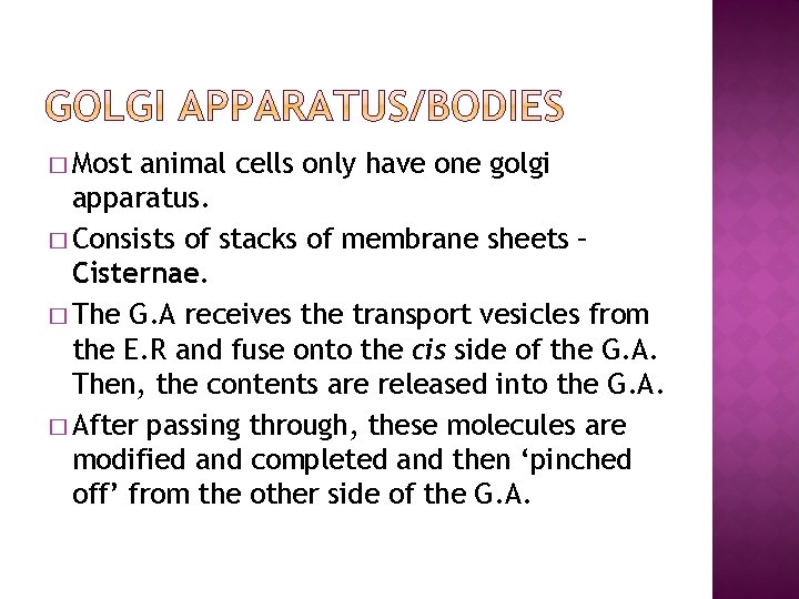 � Most animal cells only have one golgi apparatus. � Consists of stacks of