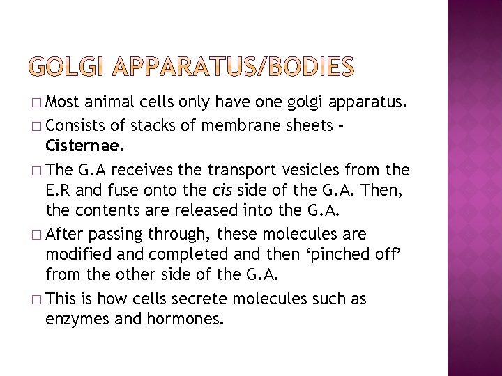� Most animal cells only have one golgi apparatus. � Consists of stacks of