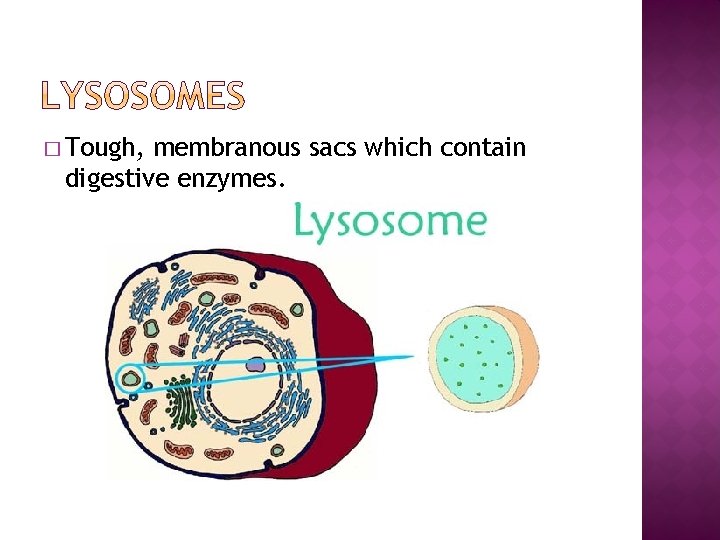 � Tough, membranous sacs which contain digestive enzymes. 