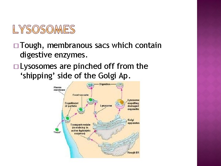 � Tough, membranous sacs which contain digestive enzymes. � Lysosomes are pinched off from