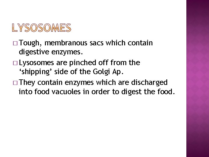 � Tough, membranous sacs which contain digestive enzymes. � Lysosomes are pinched off from
