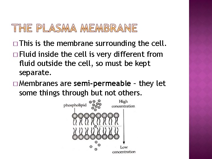 � This is the membrane surrounding the cell. � Fluid inside the cell is