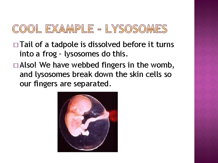� Tail of a tadpole is dissolved before it turns into a frog –