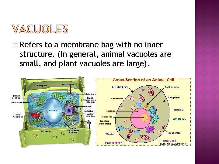 � Refers to a membrane bag with no inner structure. (In general, animal vacuoles