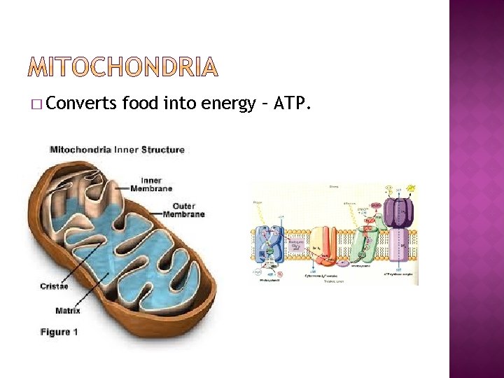 � Converts food into energy – ATP. 