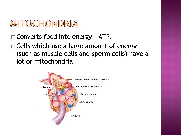 � Converts food into energy – ATP. � Cells which use a large amount