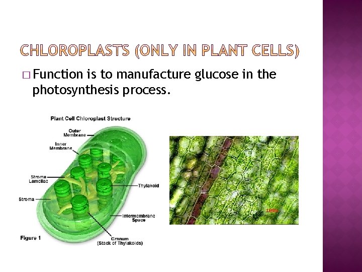 � Function is to manufacture glucose in the photosynthesis process. 