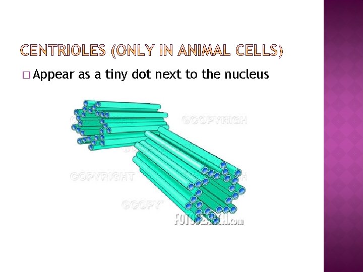 � Appear as a tiny dot next to the nucleus 