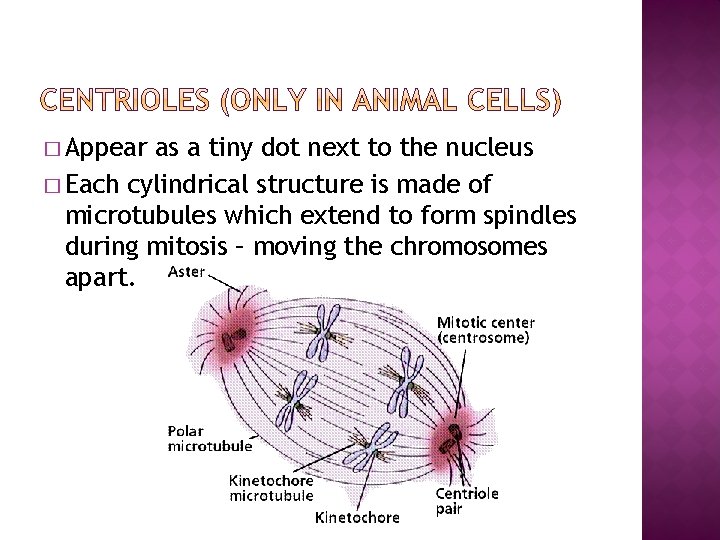 � Appear as a tiny dot next to the nucleus � Each cylindrical structure