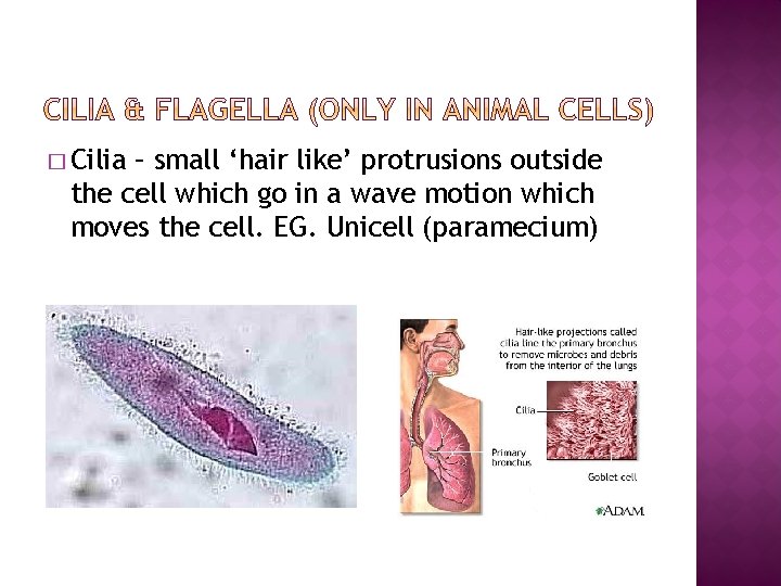 � Cilia – small ‘hair like’ protrusions outside the cell which go in a