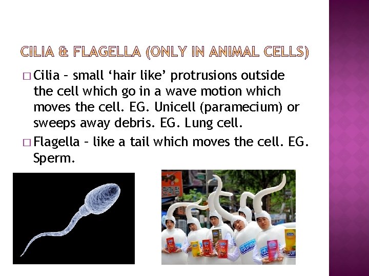 � Cilia – small ‘hair like’ protrusions outside the cell which go in a