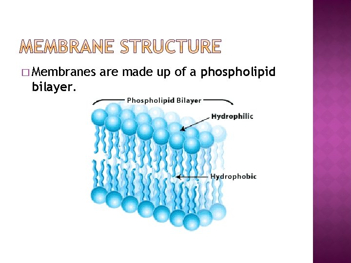 � Membranes bilayer. are made up of a phospholipid 