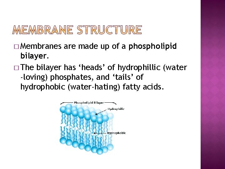 � Membranes are made up of a phospholipid bilayer. � The bilayer has ‘heads’